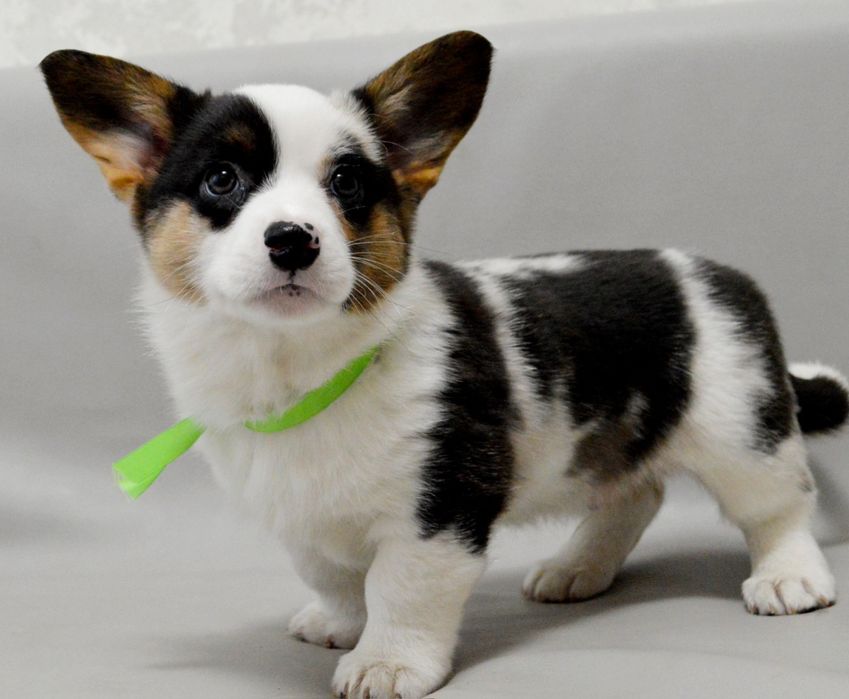 Шикарний хлопчик вельш коргі кардіган