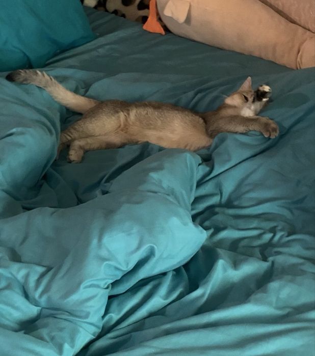 Золота шиншила  10 місяціа