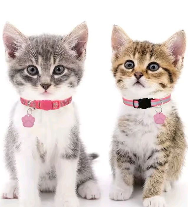 Chapas personalizadas para animais de estimação! várias cores