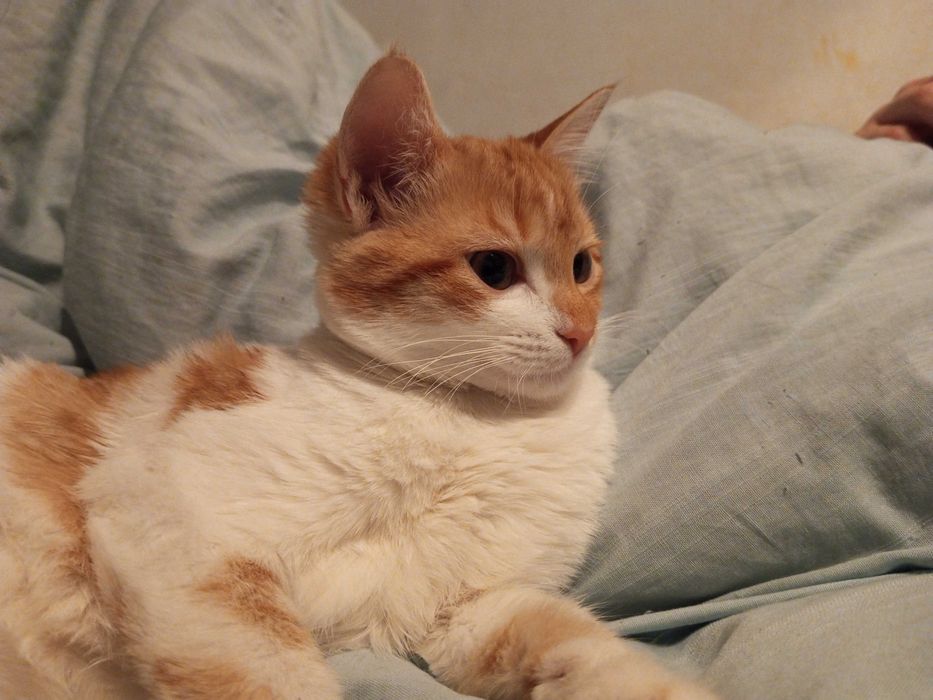 Віддам кошеня у добрі руки