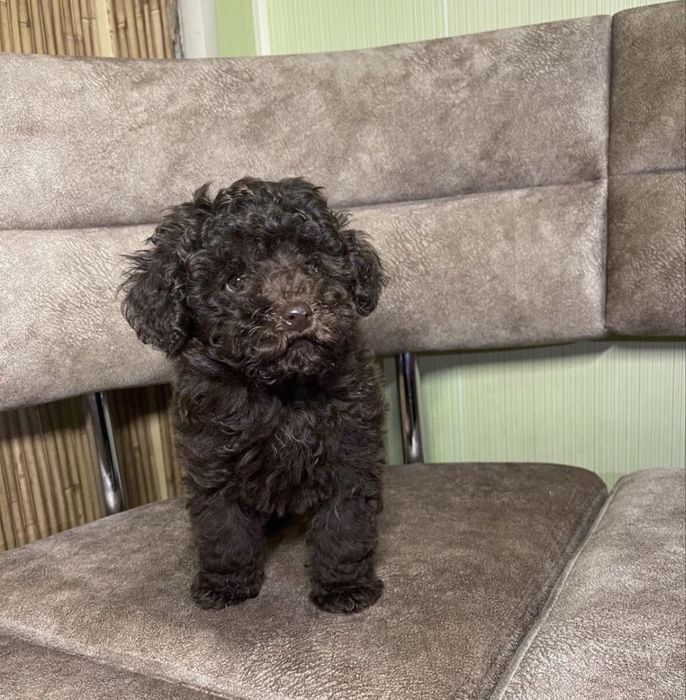 Шоколад той пудель