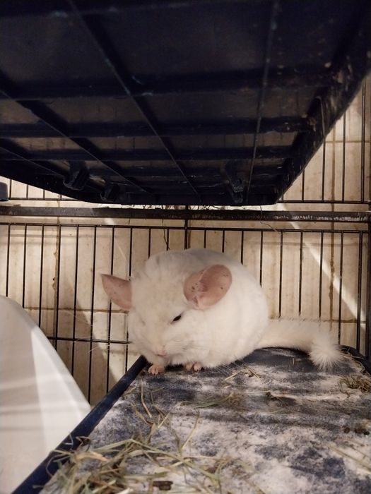 Szynszyla samczyk, chłopaki już dostępna