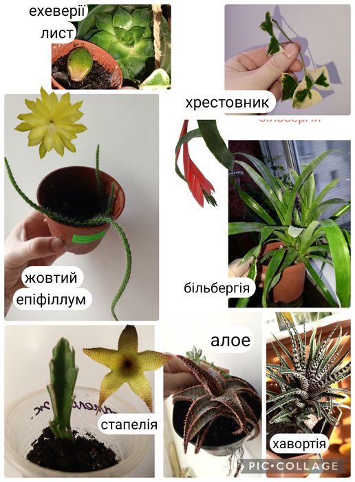 Набір сукулентів. Невибагливі. Суккулент