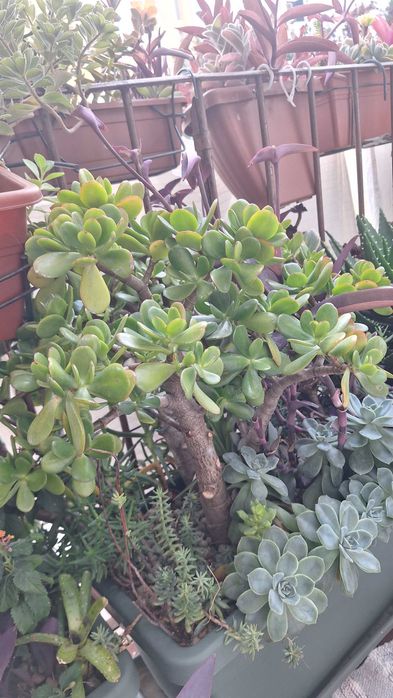 Vaso 3 – Árvore-de-jade grande, Echeverias e suculentas