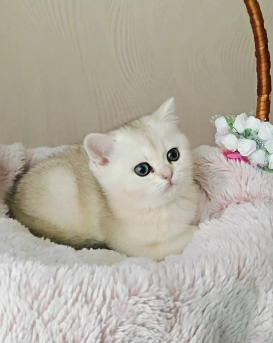 Чистокровные девочка и мальчик серебристые шиншиллы