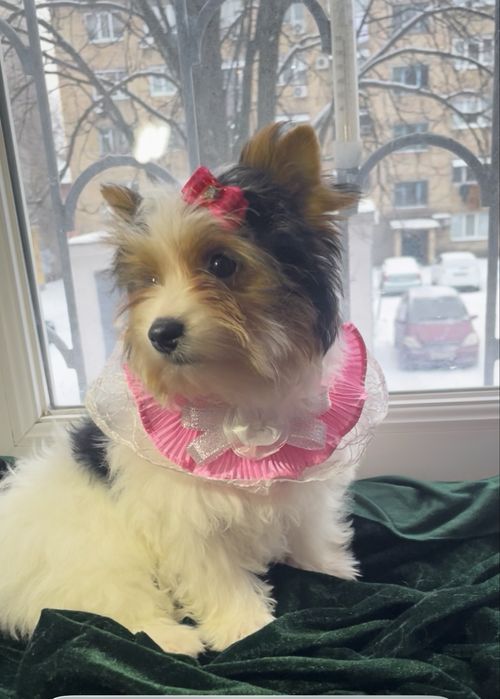 Стандарт дівульки  Бівер чистокровні метрика