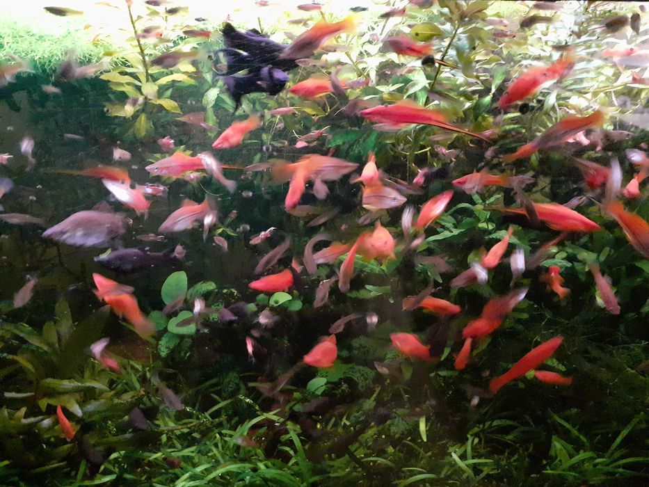 Promoção pack peixes tropicais (Espadas (4) e Guppys endlers(12))