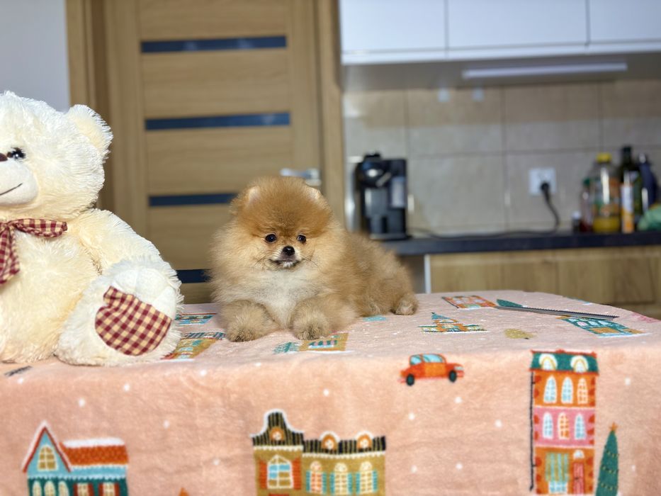 Miniaturowy Szpic – wygląda jak prawdziwy miś!