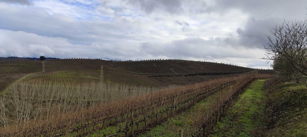 Terreno com vinha - Favaios / Douro