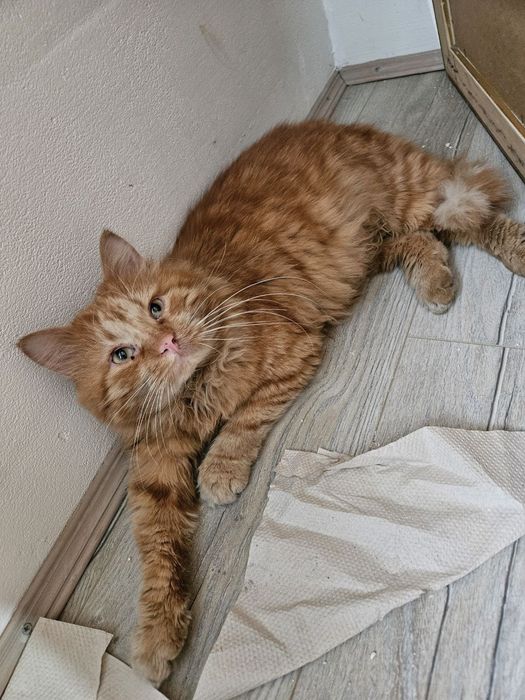 Рыжий кот ищет семью