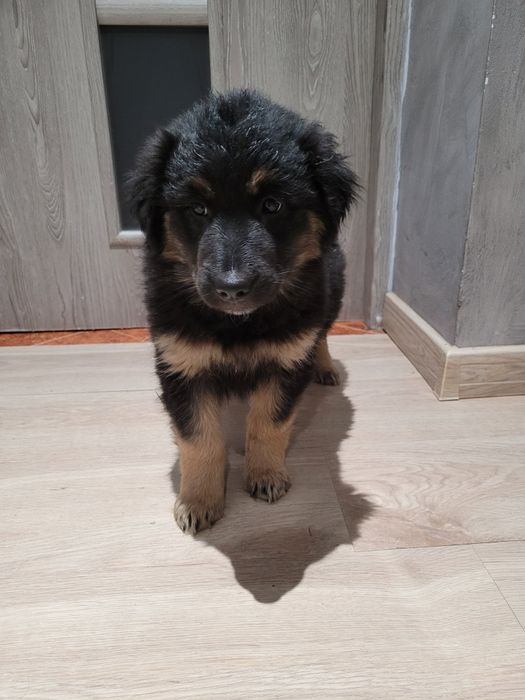 Oddam w dobre ręce  szczeniaka