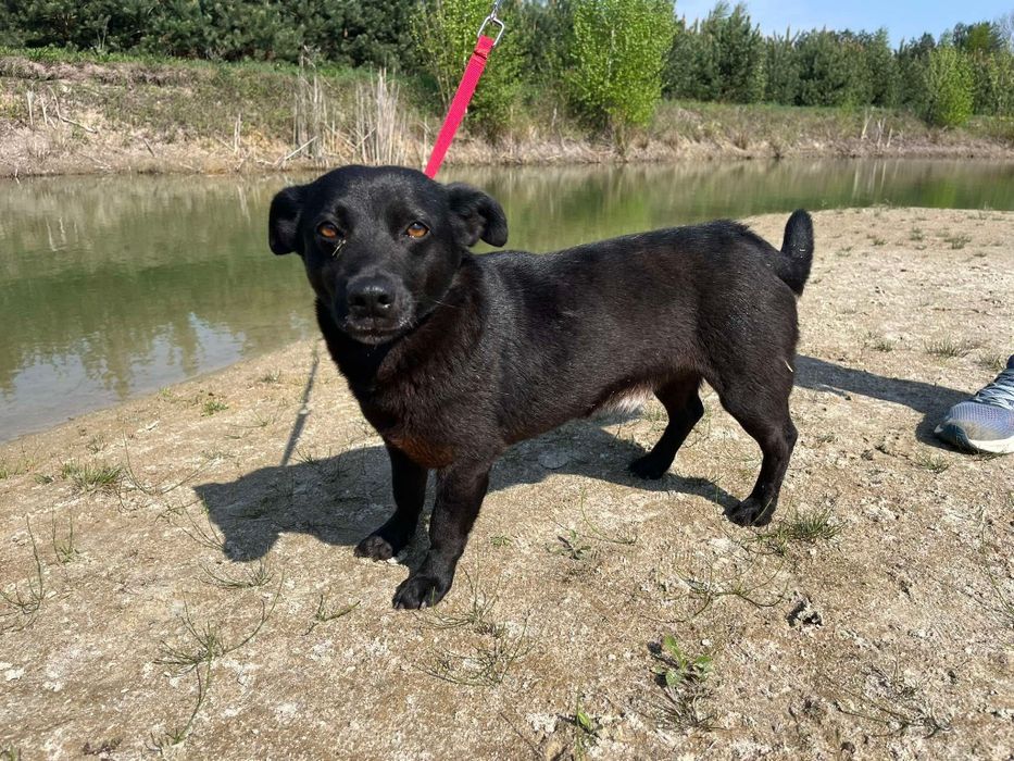 Kleszczyk - mały czarny psiak do adopcji!