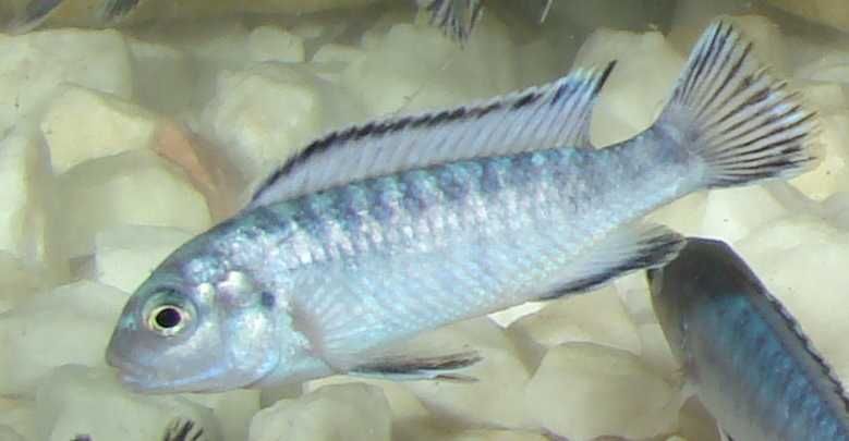 Pyszczak socolofi Pseudotropheus socolofi