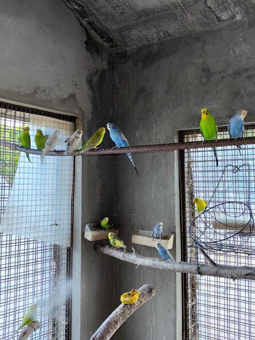 Periquitos de varias mutações