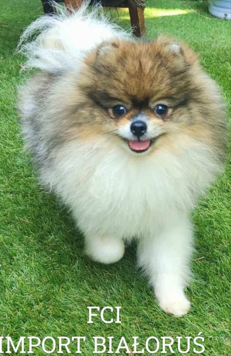 Szpic miniaturowy -pomeranian