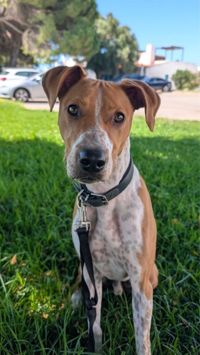 Cão 9-10 meses com energia  precisa de lar permanente