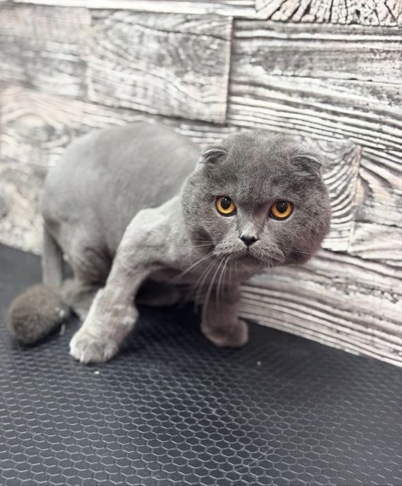 Вычесывание/Стрижка котов .