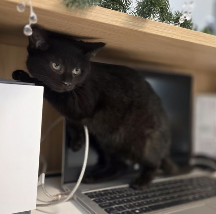 Trzej kawalerowie do adopcji