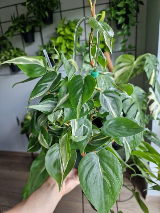 Philodendron Rio