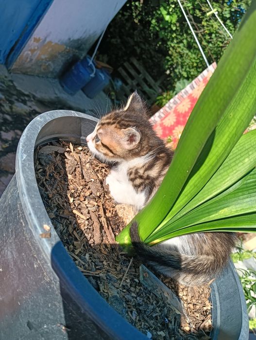 Gatinho bebé tigrado muito meigo para adoção responsável