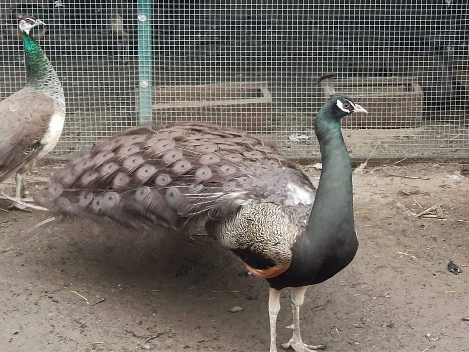 Pawie buford bronze para