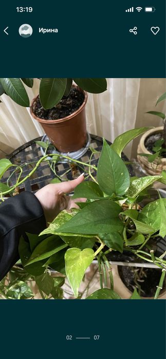 Кімнетні рослини пальми в асортименті