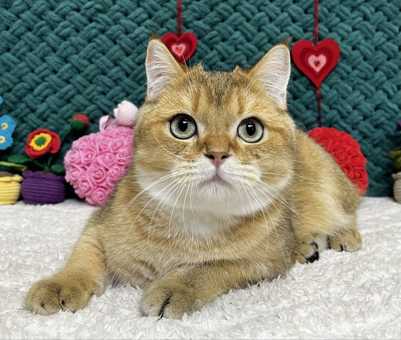 Шотландський котик