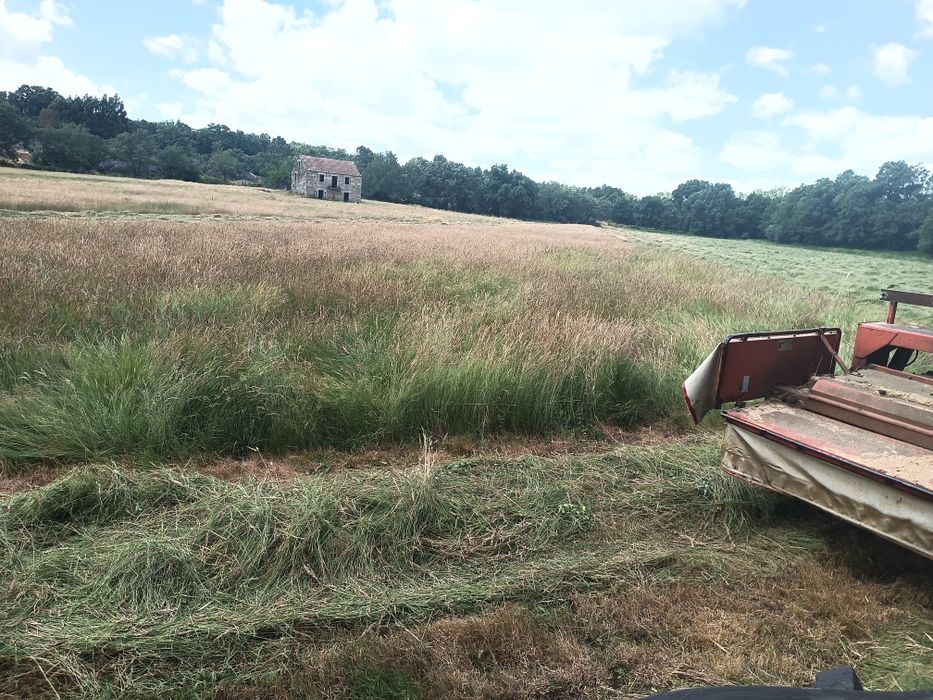 Feno, palha, silagem para venda