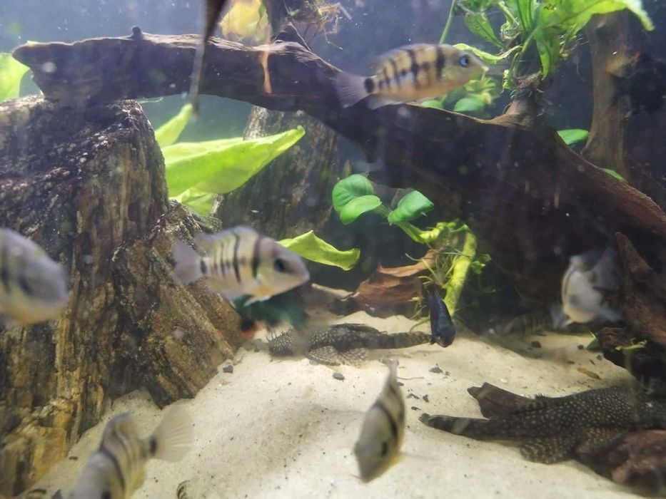 Sprzedam pielęgnice Cuttera