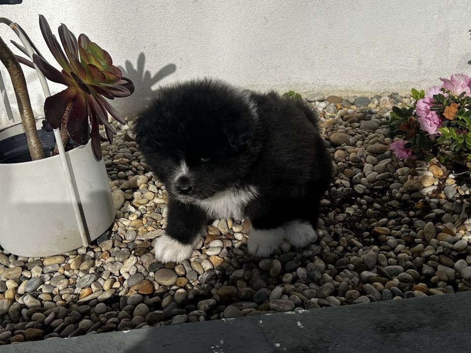 Femea akita inu brindle excelente linhagem