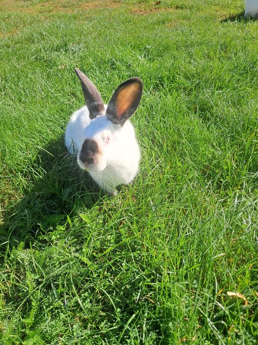 Króliki kalifornijskie