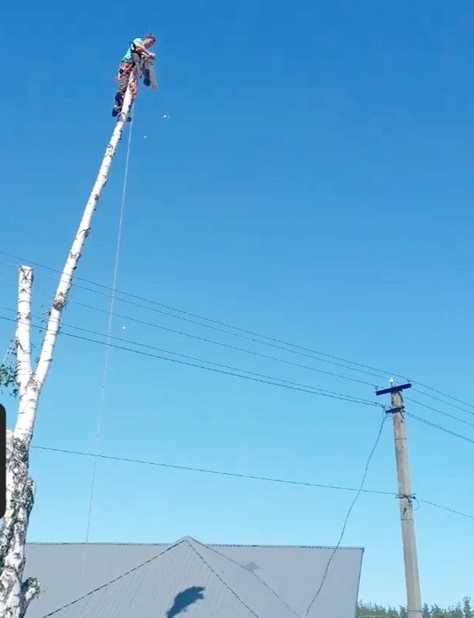 Срежем дерево за дрова