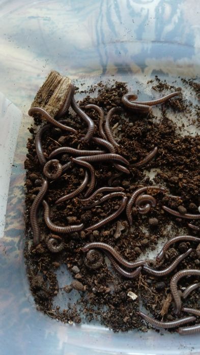 Krocionogi  wije