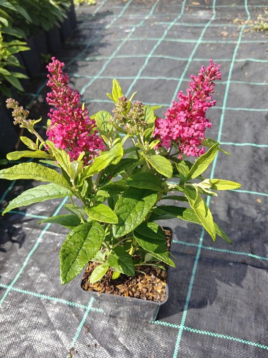 Budleja Davida BUTTERFLY CANDY LITTLE Ruby, Purple, White, Pink
