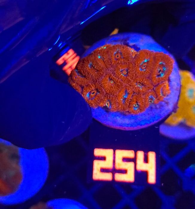 Acanthastrea Neon Red (254) [Koralowce LPS]