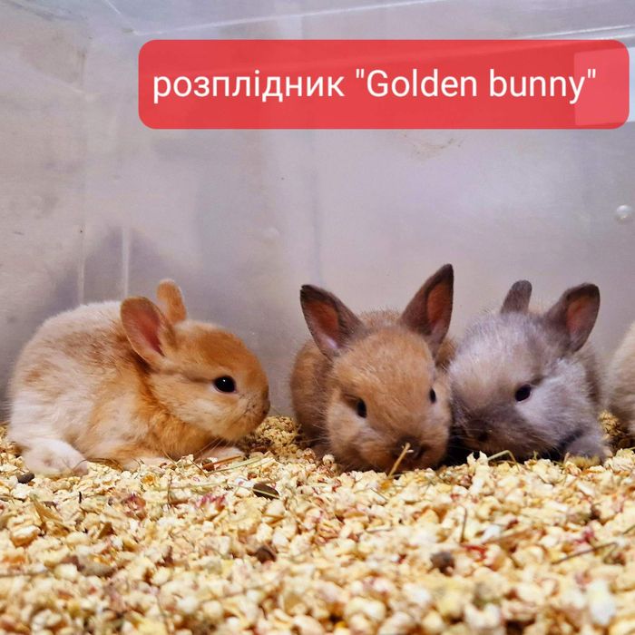 Міні кролики з документами та щепленнями!!!карликовые кролики