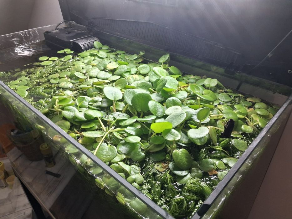 Limnobium do akwarium