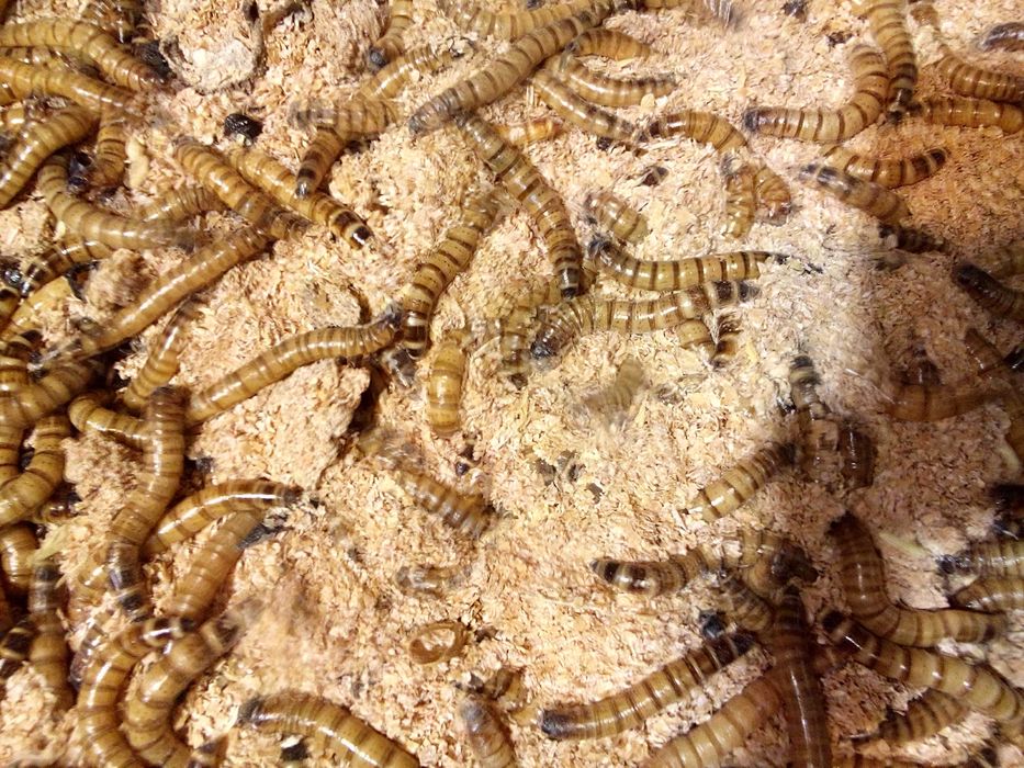 Зофобас.  Зоофобас. Зоофобус - личинка чернотелки.