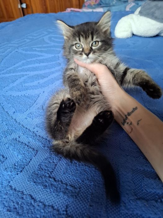 шикарная малышка мейн - кун