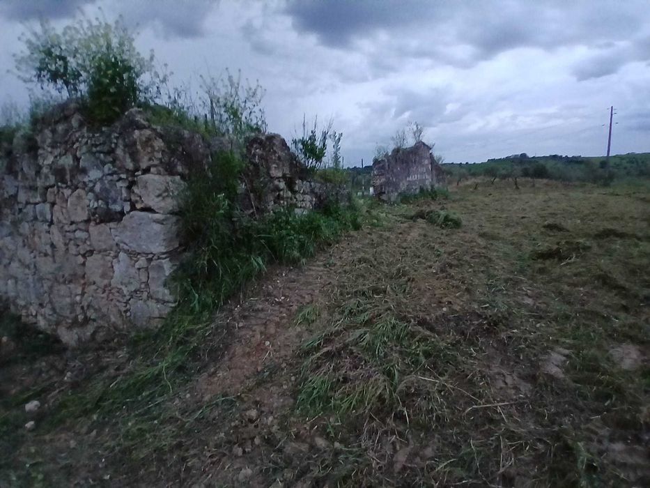 Terreno com olival  tradicional  14000 m2 e possibilidade de construção de  moradia com 140 m2