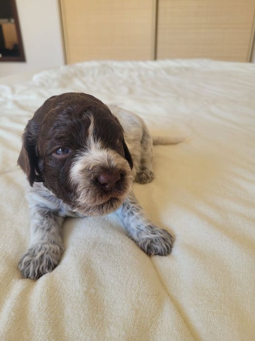 Suczka Lagotto Romagnolo