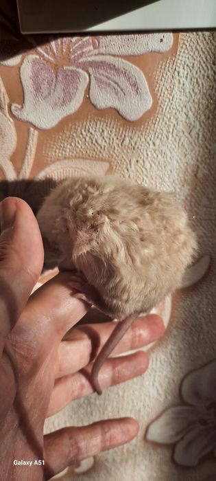 Крыса рекс девочка дамбо