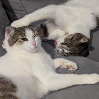 Viki i Wafel szukają kochającego wspólnego domku