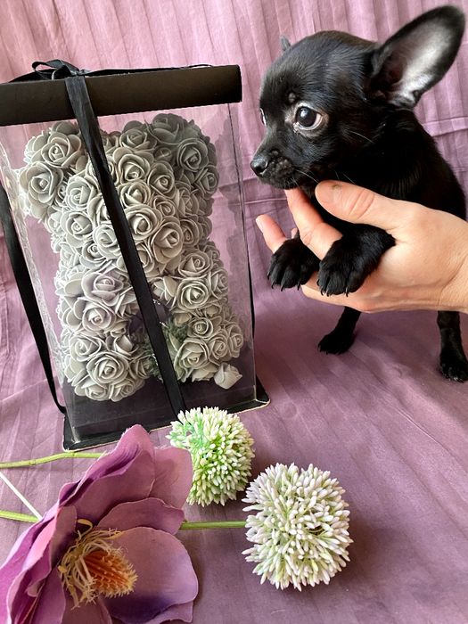 Чіхуа гарнесенькі