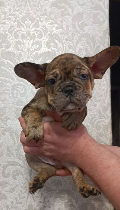 Вони(хлопці) просто неймовірно шикарної якості.