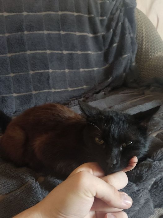 Отдам котика в хорошие руки