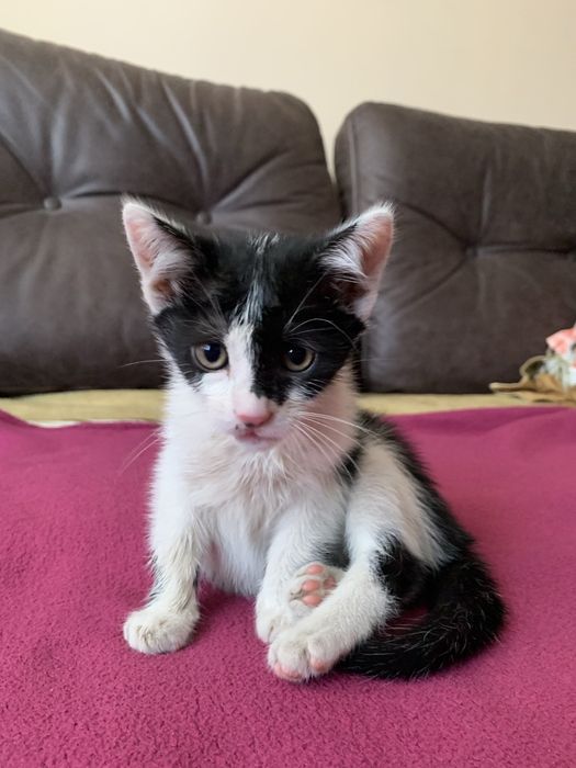Котик фелікс шукає домівку