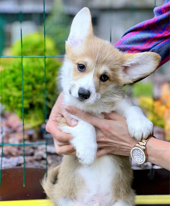 Вельш корги пемброк