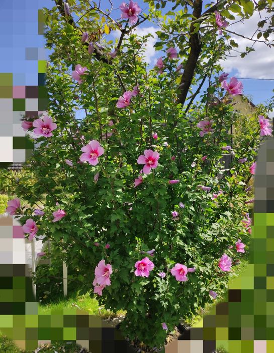 Irysy pachnące białe