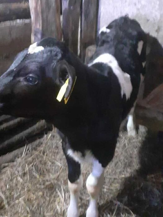 Jałoszka mleczna czarno-biała